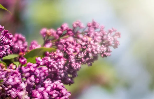 Blossoming branch of a pink lilac — Stock Photo, Image