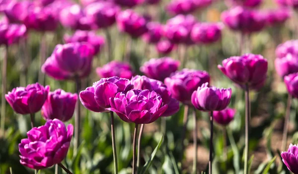 Tulipes dans la ville — Photo