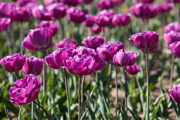 Tulipes dans la ville — Photo