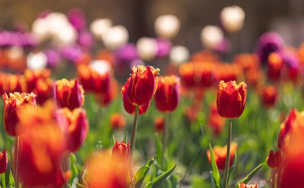 Tulipány ve městě — Stock fotografie