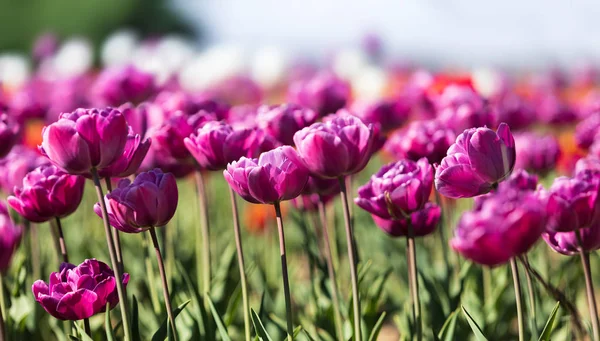 Tulipány ve městě — Stock fotografie