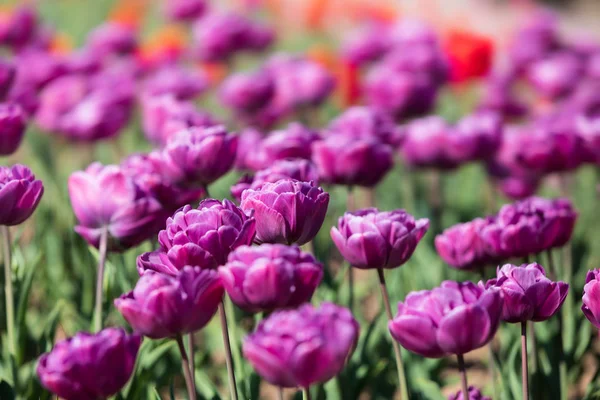 Tulpen in de stad — Stockfoto