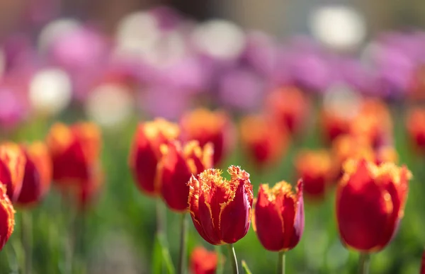 Tulipány ve městě — Stock fotografie
