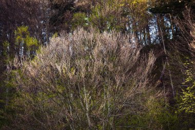 Ormanlı bir bahar manzarası.