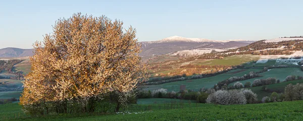 Ανοιξιάτικο τοπίο πανόραμα με ανθισμένα δέντρα — Φωτογραφία Αρχείου