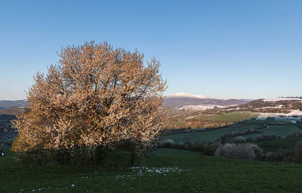 Spring landscape panorama with blooming trees — Stock Photo, Image