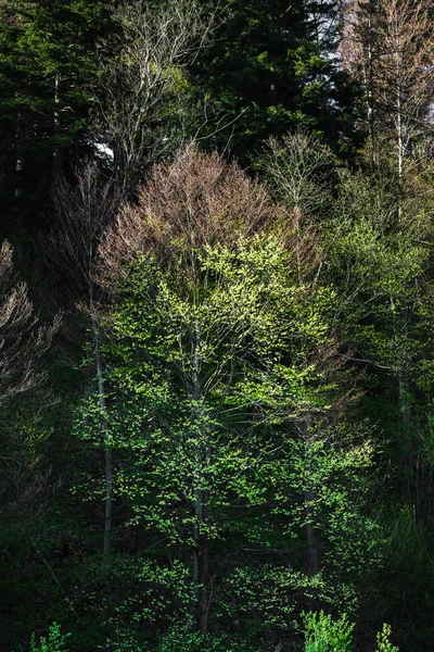 Un paisaje primaveral con bosque . — Foto de Stock