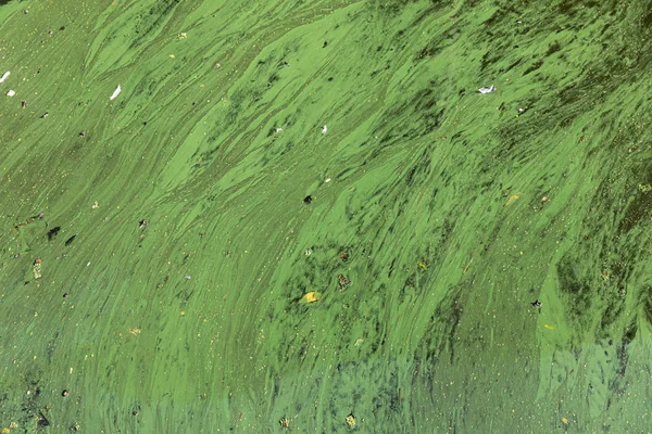 Algae polluted water