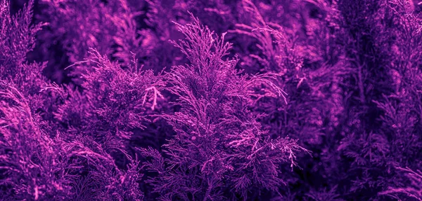 Plant met neon gloed. — Stockfoto