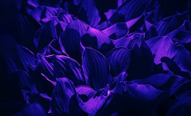 Doğal neon doku arkaplanı