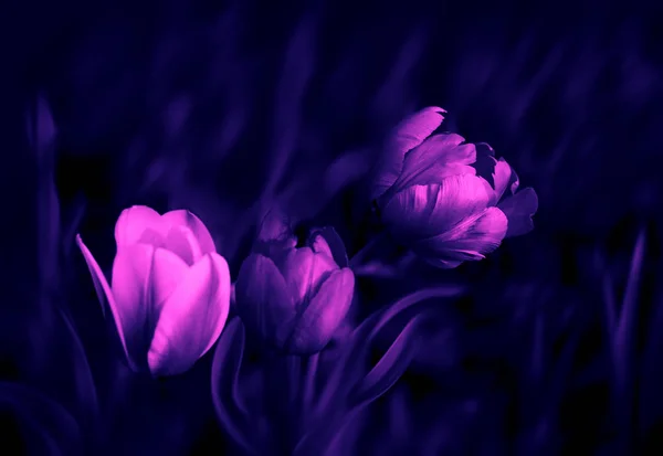 Lale çiçek bahar zaman — Stok fotoğraf