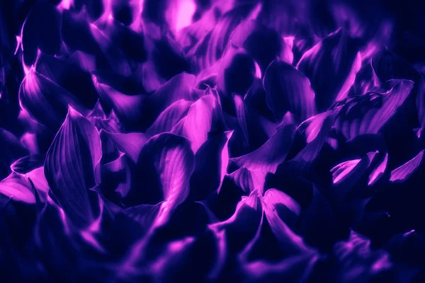 Naturel fond texture néon — Photo