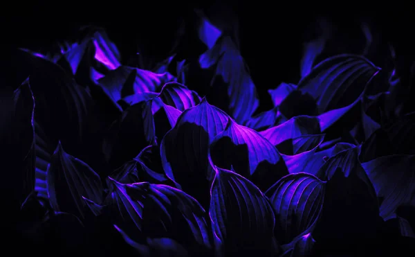 Natürliche Neon Textur Hintergrund — Stockfoto