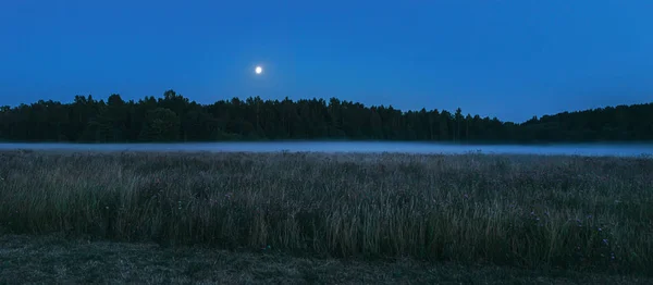 Skog insvept i dimma — Stockfoto