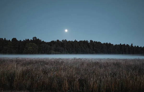 Les zahalený v mlze — Stock fotografie