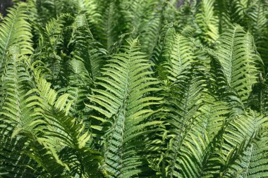 Güneş ışığında doğal çiçek eğreltiotu arkaplanı. Mükemmel doğal eğrelti otu deseni. Bahçede yeşil eğrelti otları. Doğal doku..