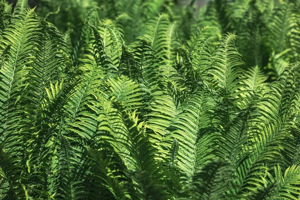 Natural Floral Fern Background Sunlight Perfect Natural Fern Pattern Green — Stock Photo, Image