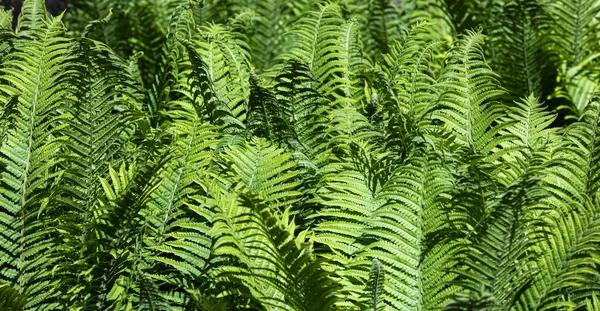 Natural Floral Fern Background Sunlight Perfect Natural Fern Pattern Green — Stock Photo, Image