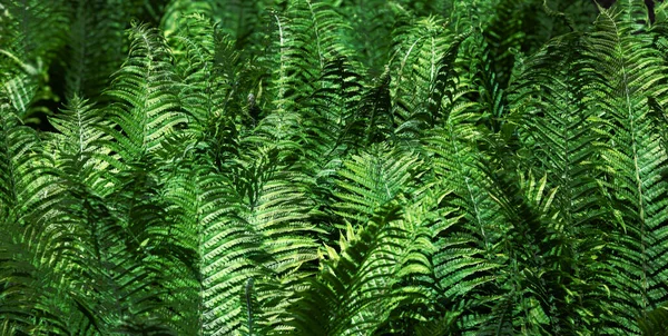 Natural Floral Fern Background Sunlight Perfect Natural Fern Pattern Green — Stock Photo, Image