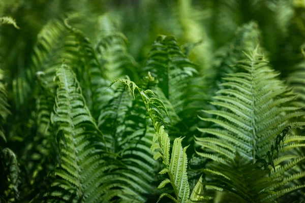 Natural Floral Fern Background Sunlight Perfect Natural Fern Pattern Green — Stock Photo, Image