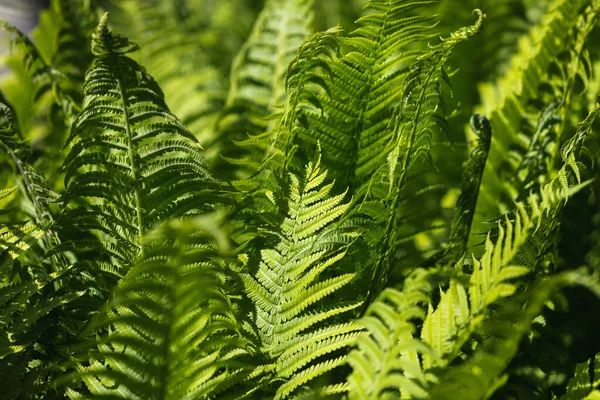 Natural Floral Fern Background Sunlight Perfect Natural Fern Pattern Green — Stock Photo, Image