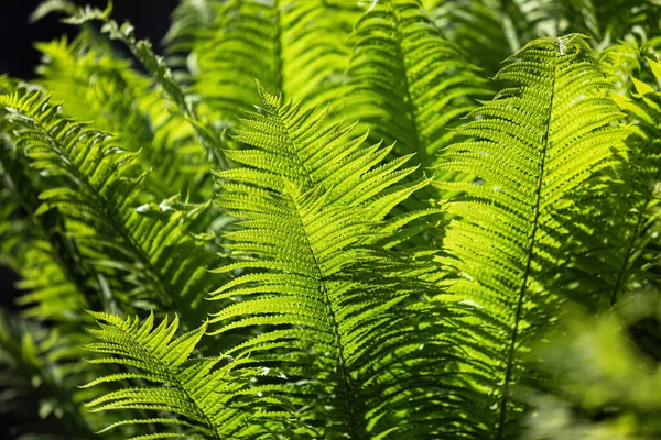 Natural Floral Fern Background Sunlight Perfect Natural Fern Pattern Green — Stock Photo, Image