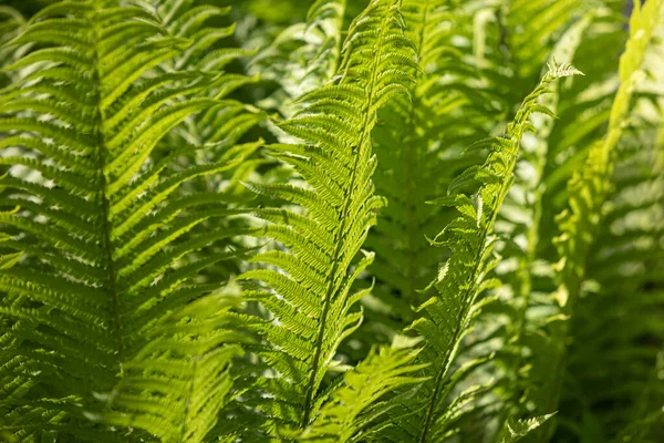 Fundo Samambaia Floral Natural Luz Solar Padrão Samambaia Natural Perfeito — Fotografia de Stock