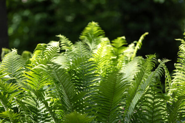 Natural floral fern background in sunlight. Perfect natural fern pattern.  Green ferns in garden. Natural texture.