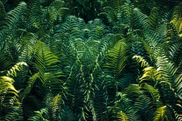 Natural Floral Fern Background Sunlight Perfect Natural Fern Pattern Green — Stock Photo, Image