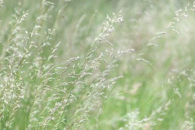 Doğal arka plan. Bulanık arka plandaki çimen alanı güneş ışığında. Yeşil çizgiler soyut.