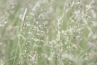 Doğal arka plan. Bulanık arka plandaki çimen alanı güneş ışığında. Yeşil çizgiler soyut.