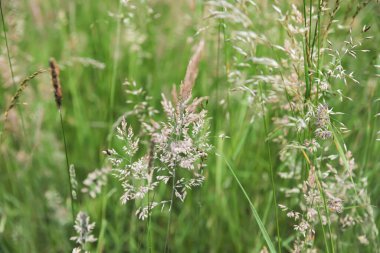 Doğal arka plan. Bulanık arka plandaki çimen alanı güneş ışığında. Yeşil çizgiler soyut.