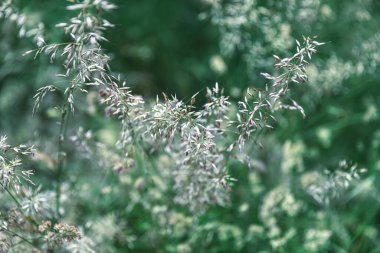 Doğal arka plan. Bulanık arka plandaki çimen alanı güneş ışığında. Yeşil çizgiler soyut.