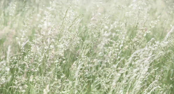 Natuurlijke Achtergrond Grasveld Wazige Achtergrond Zonlicht Groen Gras Abstract — Stockfoto