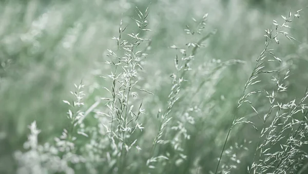 Natuurlijke Achtergrond Grasveld Wazige Achtergrond Zonlicht Groen Gras Abstract — Stockfoto