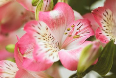 Çiçek arkaplan. Çiçek açan bir buket Alstroemeria çiçeği. Alstroemeria 'nın pembe çiçekleri