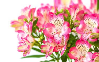 Çiçek arkaplan. Çiçek açan bir buket Alstroemeria çiçeği. Alstroemeria 'nın pembe çiçekleri