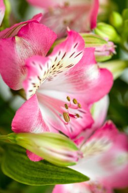 Çiçek arkaplan. Çiçek açan bir buket Alstroemeria çiçeği. Alstroemeria 'nın pembe çiçekleri