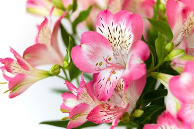 Çiçek arkaplan. Çiçek açan bir buket Alstroemeria çiçeği. Alstroemeria 'nın pembe çiçekleri