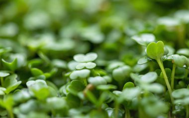 Genç roka arka planda kalır. Arugula mikro yeşillikleri.
