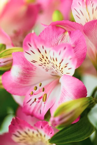 Fundo Floral Buquê Flores Alstroemeria Plena Floração Flores Cor Rosa — Fotografia de Stock