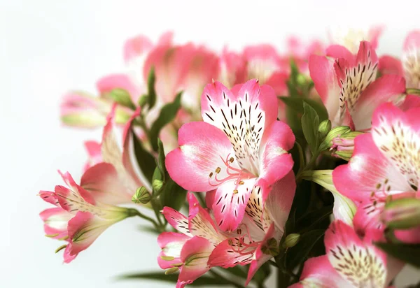 Çiçek Arkaplan Çiçek Açan Bir Buket Alstroemeria Çiçeği Alstroemeria Nın — Stok fotoğraf