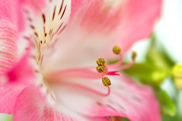 Цветочный Фон Букет Цветов Альстромерии Полном Расцвете Розовые Цветы Альстромерии — стоковое фото