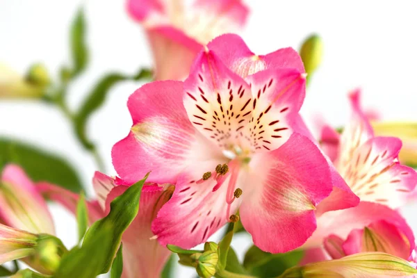 Çiçek Arkaplan Çiçek Açan Bir Buket Alstroemeria Çiçeği Alstroemeria Nın — Stok fotoğraf