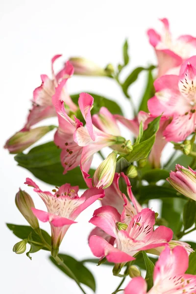 Çiçek Arkaplan Çiçek Açan Bir Buket Alstroemeria Çiçeği Alstroemeria Nın — Stok fotoğraf