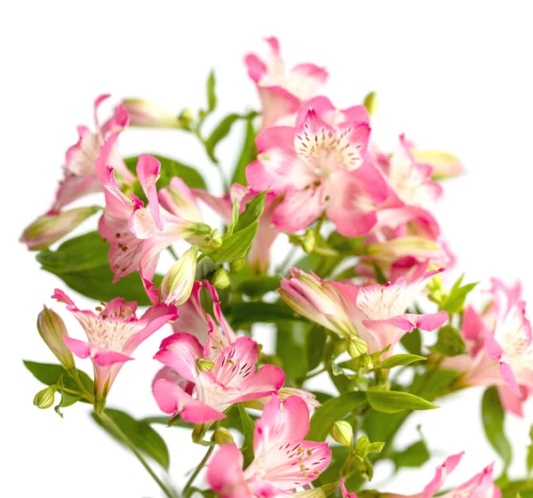 Fondo Floral Ramo Flores Alstroemeria Plena Floración Flores Rosas Alstroemeria — Foto de Stock