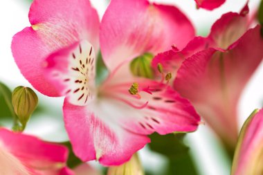 Çiçek arkaplan. Çiçek açan bir buket Alstroemeria çiçeği. Alstroemeria 'nın pembe çiçekleri