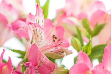 Çiçek arkaplan. Çiçek açan bir buket Alstroemeria çiçeği. Alstroemeria 'nın pembe çiçekleri
