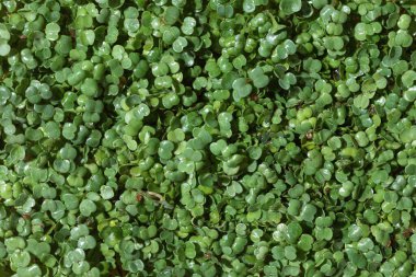 Genç roka arka planda kalır. Arugula mikro yeşillikleri.