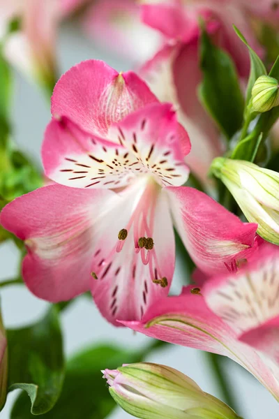 Květinové Pozadí Kytice Květů Alstroemeria Plném Květu Růžové Květy Alstroemeria — Stock fotografie